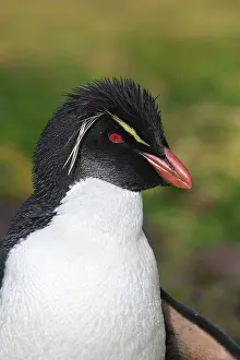 Chrysocome: Rockhopper penguin