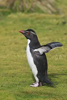 Chrysocome: Rockhopper penguin