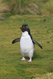 Chrysocome: Rockhopper penguin
