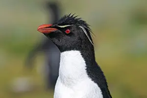 Chrysocome: Rockhopper penguin