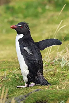 Chrysocome: Rockhopper penguin