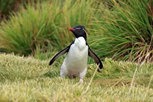Chrysocome: Rockhopper penguin