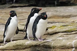 Chrysocome: Rockhopper penguin