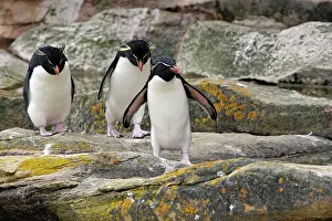 Chrysocome: Rockhopper penguin