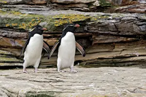 Chrysocome: Rockhopper Penguin