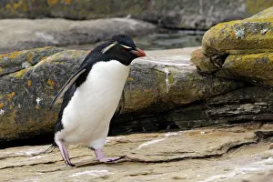 Chrysocome: Rockhopper Penguin
