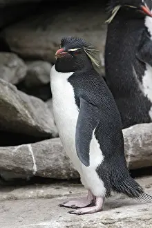 Chrysocome: Rockhopper Penguin