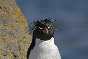 Chrysocome: Rockhopper Penguin