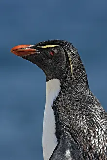 Chrysocome: Rockhopper Penguin