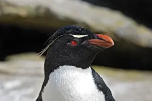 Chrysocome: Rockhopper Penguin