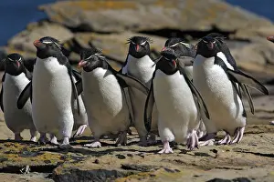 Chrysocome: Rockhopper Penguin