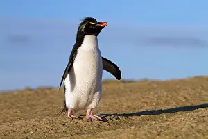 Chrysocome: Rockhopper Penguin