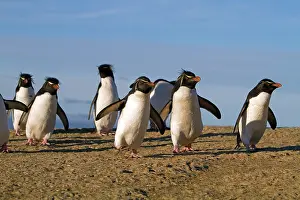 Chrysocome: Rockhopper Penguin