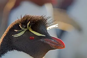 Chrysocome: Rockhopper Penguin