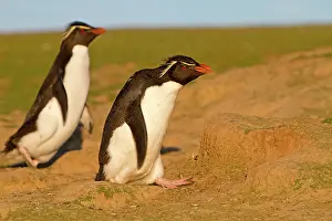 Chrysocome: Rockhopper Penguin