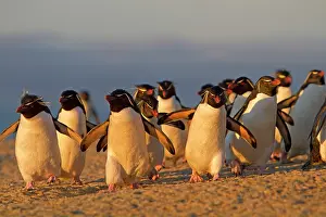 Chrysocome: Rockhopper Penguin