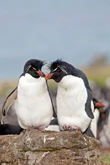 Chrysocome: Rockhopper penguin