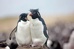 Chrysocome: Rockhopper penguin