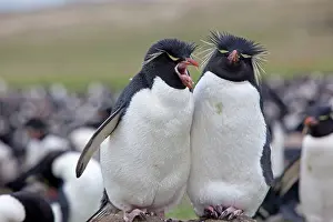 Chrysocome: Rockhopper penguin