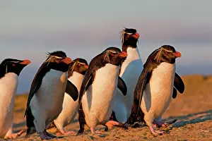 Chrysocome: Rockhopper penguin