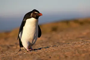 Chrysocome: Rockhopper penguin