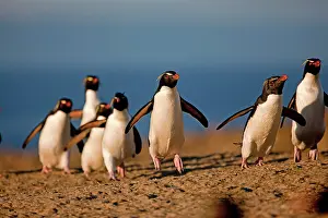 Chrysocome: Rockhopper penguin