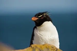 Chrysocome: Rockhopper Penguin