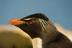 Chrysocome: Rockhopper Penguin
