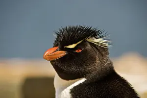 Chrysocome: Rockhopper Penguin