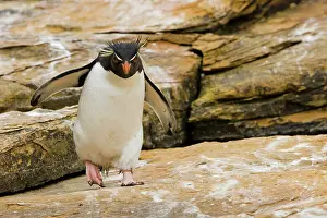 Chrysocome: Rockhopper Penguin
