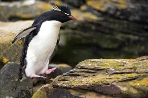 Hopping: Rockhopper Penguin