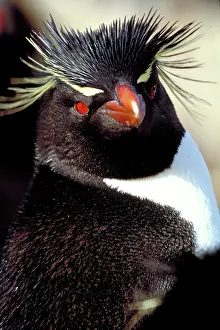 Chrysocome: Rockhopper Penguin