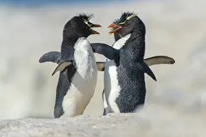 Sealion: Rockhopper Penguin