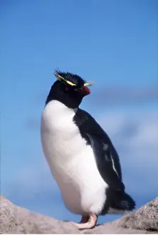 Falkland: ROCKHOPPER PENGUIN