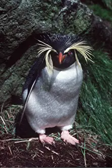 Hairstyles: ROCKHOPPER PENGUIN