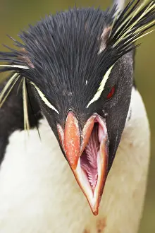 Chrysocome: Rockhopper Penguin - calling