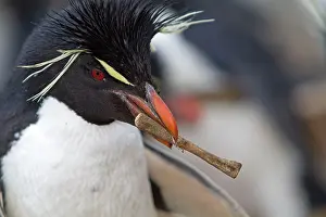 Chrysocome: Rockhopper penguin - carrying bone in beak
