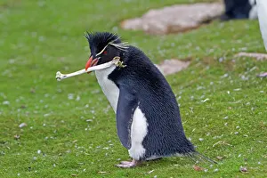 Chrysocome: Rockhopper penguin - carrying bone in beak