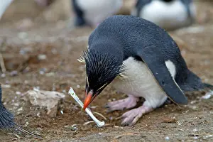 Chrysocome: Rockhopper penguin - carrying bone in beak