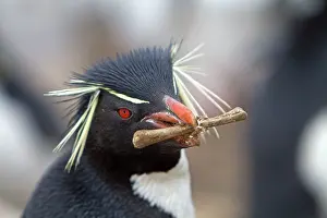 Chrysocome: Rockhopper penguin - carrying bone in beak