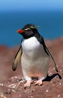 Crestatus: Rockhopper PENGUIN - close-up on rock by the sea
