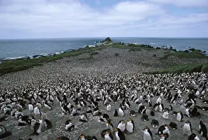Chrysocome: Rockhopper penguin - colony