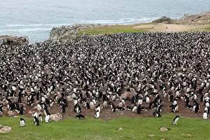 Chrysocome: Rockhopper penguin - colony