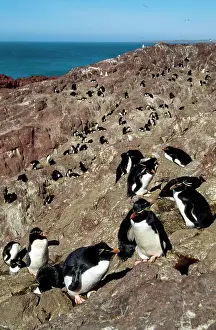 Crestatus: Rockhopper Penguin - colony on rocks by the sea