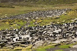 Pieces: Rockhopper Penguin colony; Sheep grazing Falkland islands