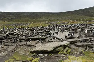 Pieces: Rockhopper Penguin colony; Sheep grazing Falkland islands