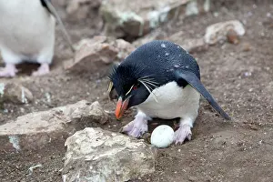 Chrysocome: Rockhopper penguin - with egg