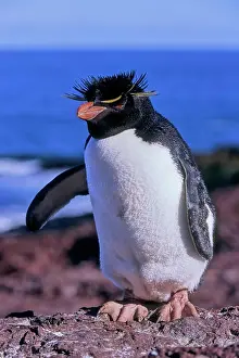 Eudyptes: Rockhopper penguin (Eudyptes chrysochome), Island