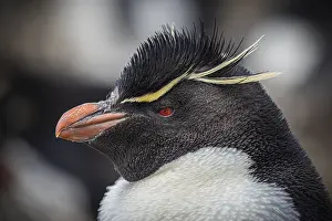 Fledgling: Rockhopper penguin (Eudyptes chrysocome)