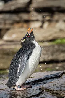 Shower: Rockhopper Penguin (Eudyptes chrysocome) cleans